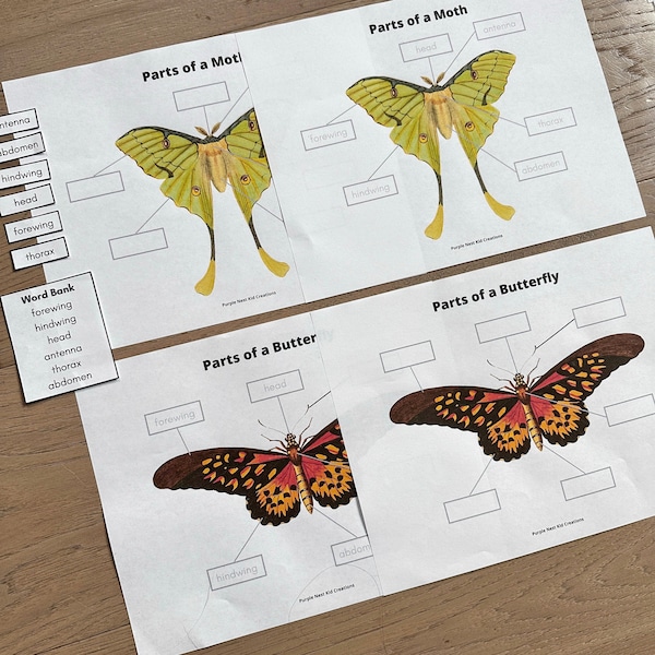Butterfly and Moth Anatomy Worksheets, Butterfly, Moth, Anatomy, Nature, Spring Activity, Educational Printable Activity, Homeschool