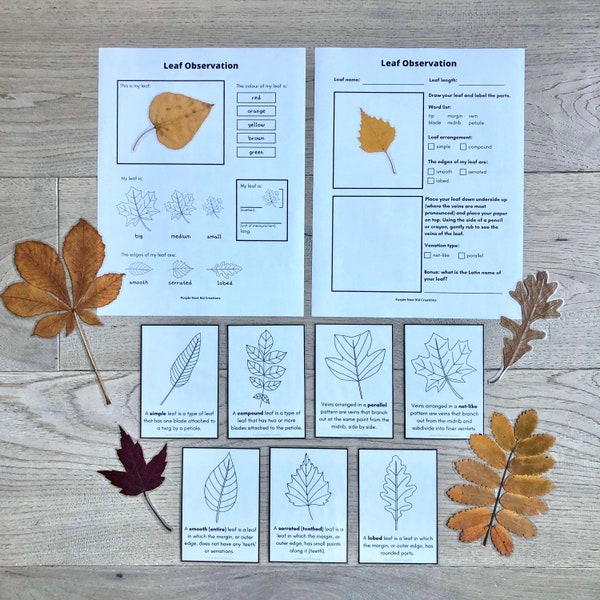 Leaf Observation Worksheets and Fact Cards, Autumn Leaves, Fall Activity, Fall Leaves, Nature, Educational Printable Activity, Homeschool