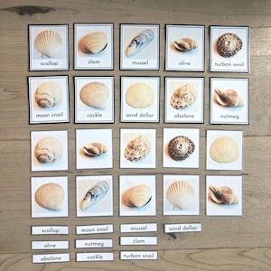 Muscheln Flash Cards, Ozean, Montessori, Nomenklatur, dreiteilige Karten, pädagogische Printable, Vorschule, Kindergarten, Homeschool