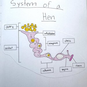 Backyard Chickens Unit Study: Homeschool Printable (PDF) image 10