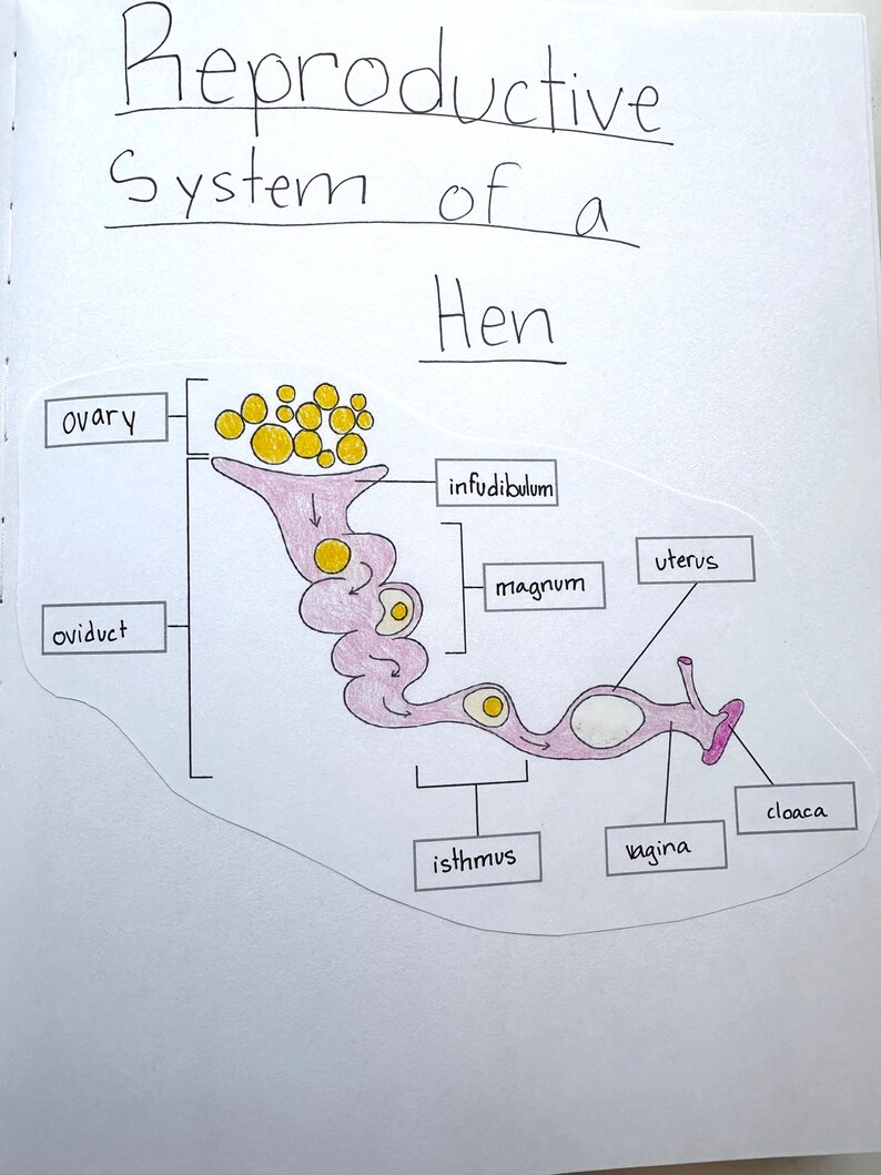 Backyard Chickens Unit Study: Homeschool Printable (PDF) image 10