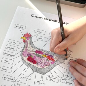 May include: A black and white illustration of a chicken with its internal organs labeled. The organs are colored in shades of pink, red, yellow, and green. The labels include: nostril, brain, larynx, trachea, esophagus, crop, heart, gall bladder, liver, gizzard, spleen, duodenal loop, cloaca, and small intestine.