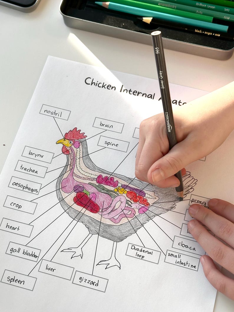 May include: A black and white illustration of a chicken with its internal organs labeled. The organs are colored in shades of pink, red, yellow, and green. The labels include: nostril, brain, larynx, trachea, esophagus, crop, heart, gall bladder, liver, gizzard, spleen, duodenal loop, cloaca, and small intestine.