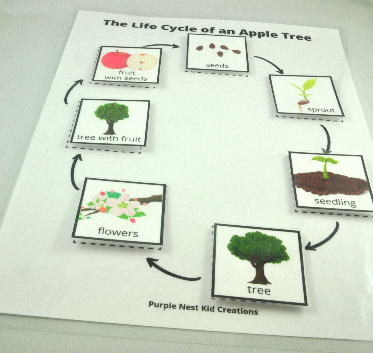 Life Cycle of an Apple Tree Worksheet Apple Life Cycle Fall | Etsy