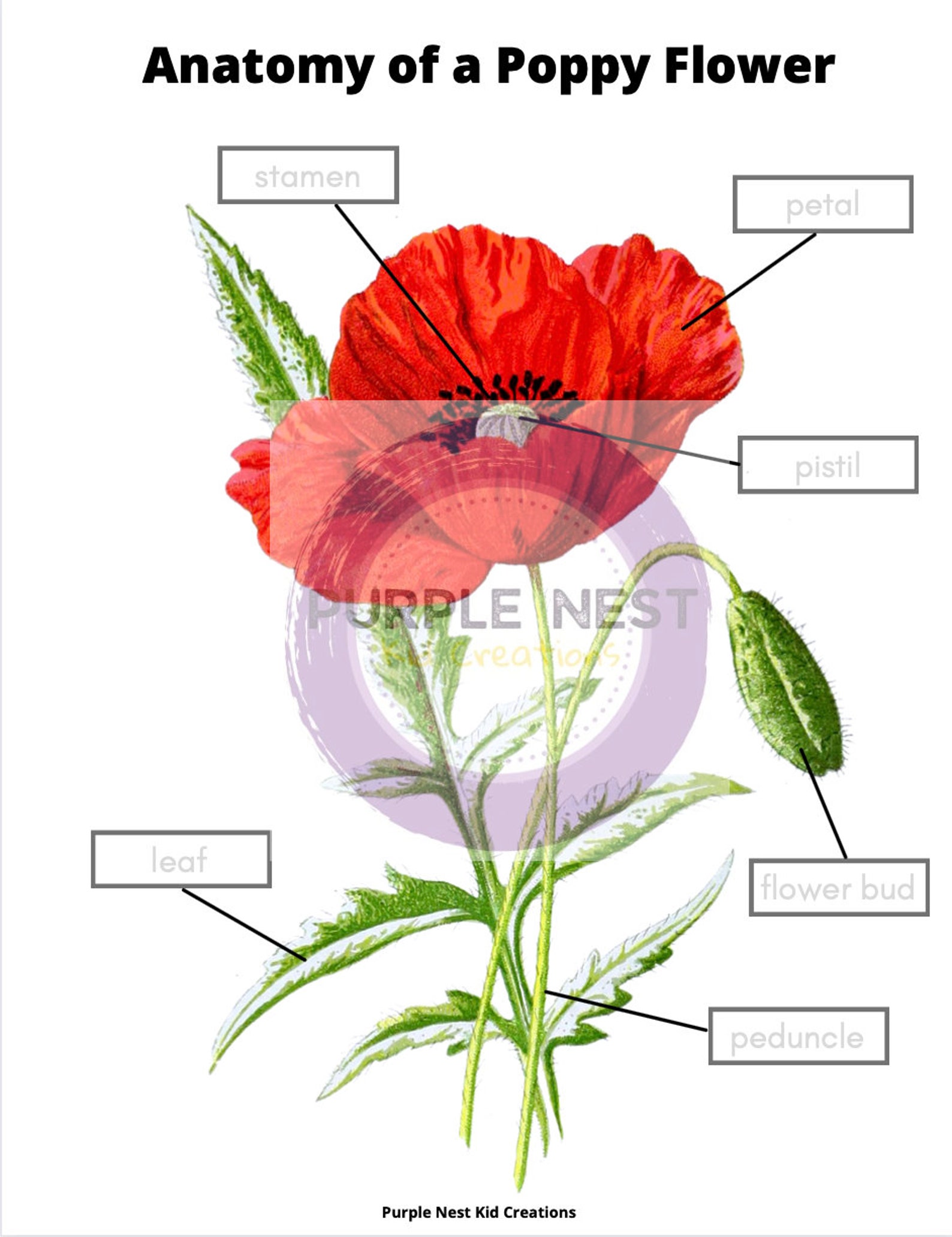 Poppy Unit Remembrance Day Unit Study: Poppy Anatomy, Poem, History (digital ...