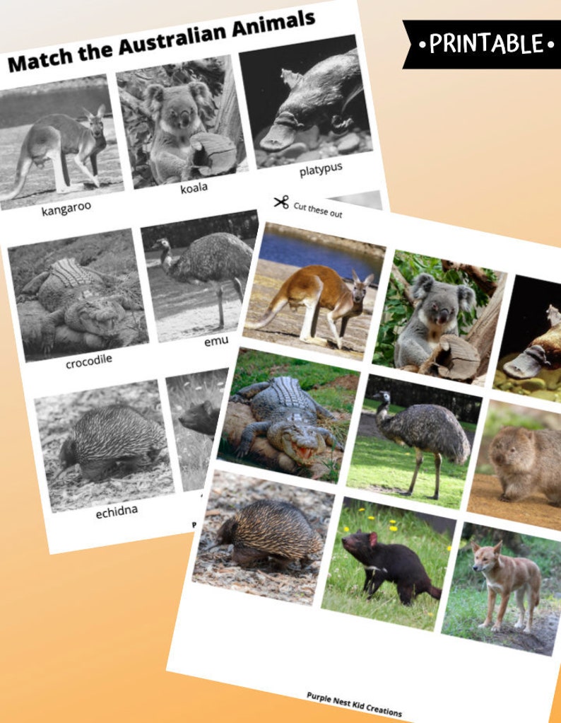 Australian Animals Matching Worksheet: Educational Activity (PDF) - Etsy