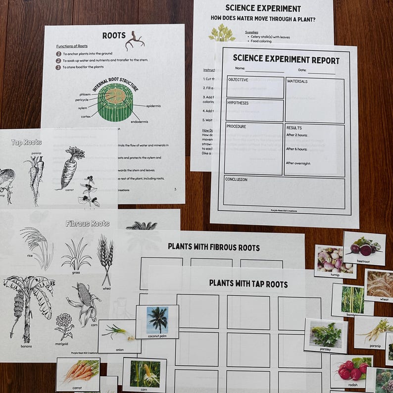 Plants Bundle: From Roots to Reproduction, Plant Anatomy, Seed ...
