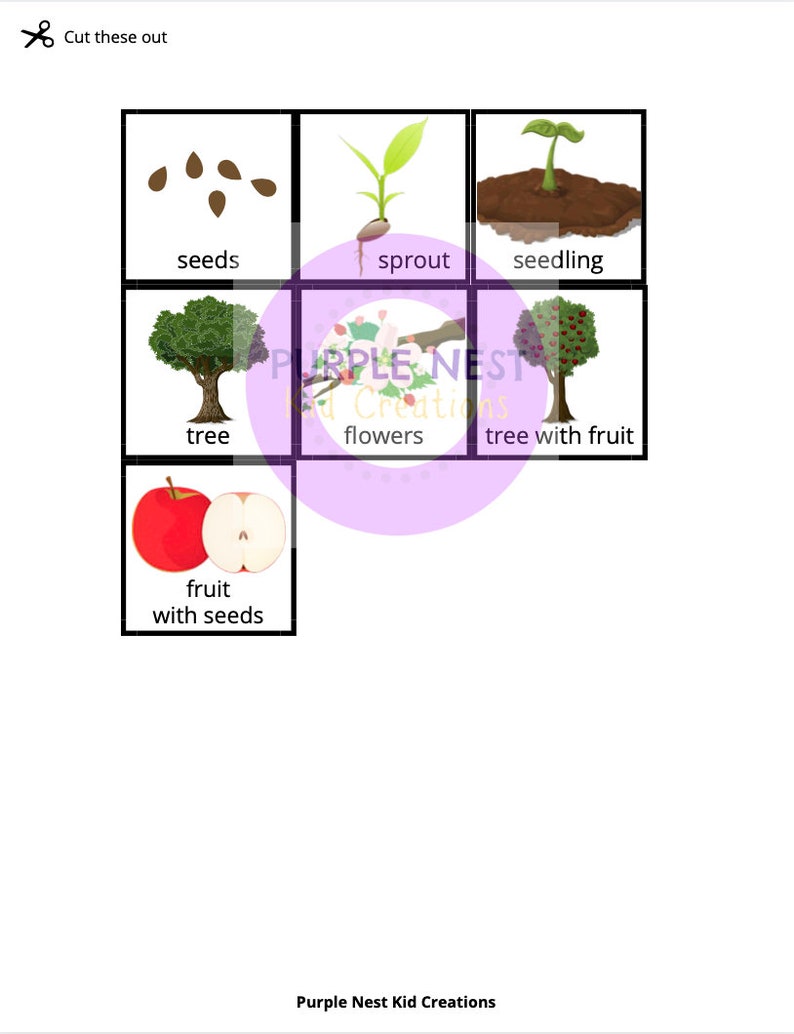 free-printable-apple-tree-life-cycle-worksheet-printable-templates
