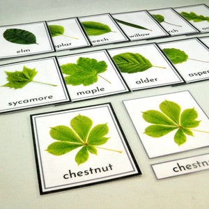 Feuilles Cartes Flash, Automne, Montessori, Nomenclature, Cartes en trois parties, Éducation imprimable, Préscolaire, Maternelle, École à la maison