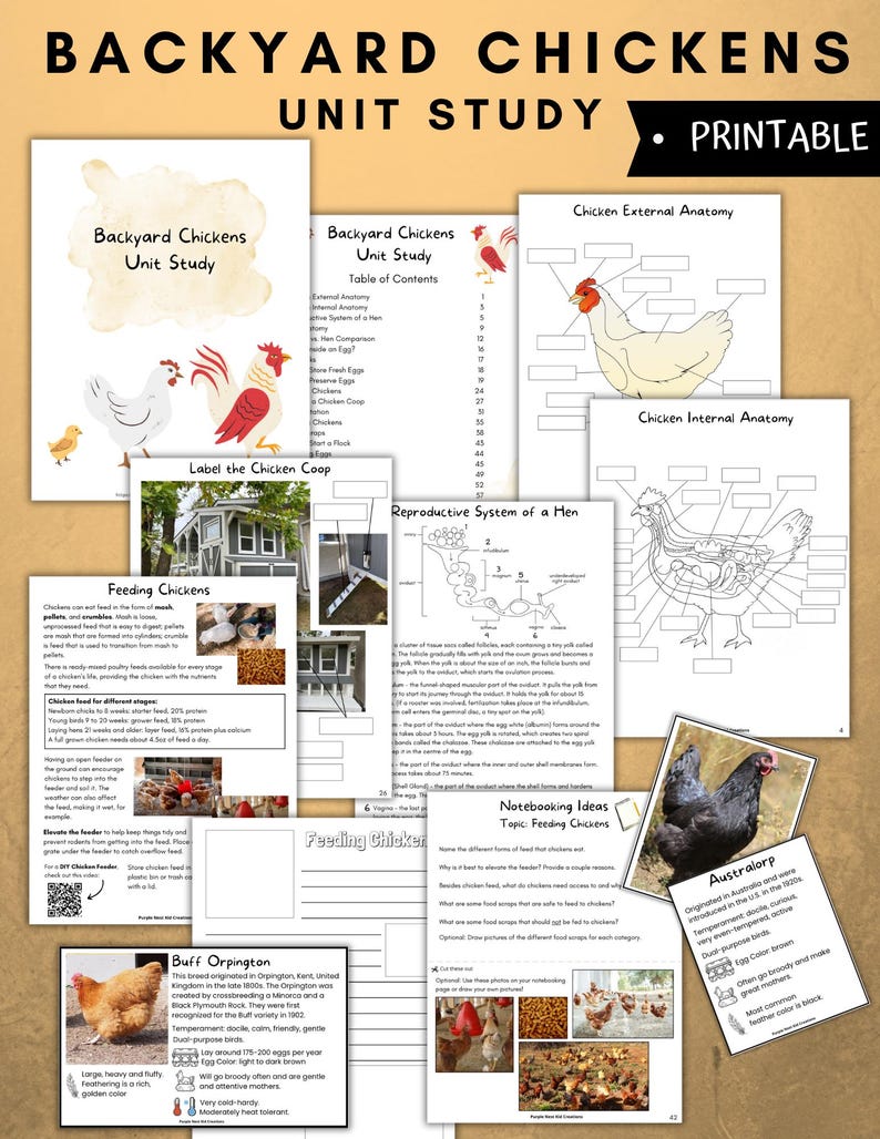 May include: A printable educational resource for learning about backyard chickens. The colorful worksheets include information about chicken anatomy, feeding, and different breeds like the Australorp and Buff Orpington.