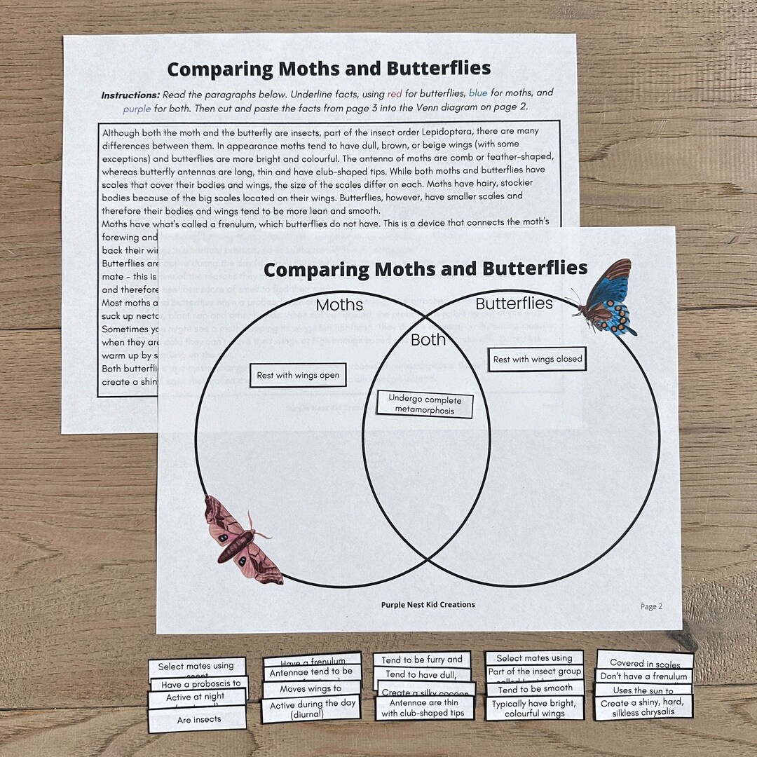 Butterflies and Moths Sorting Worksheet, Sorting Game, Venn Diagram
