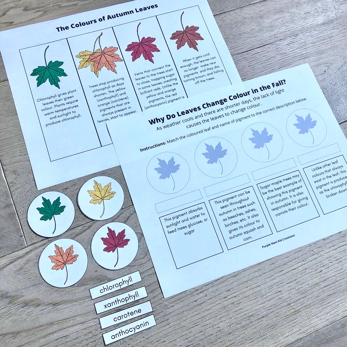 Why do leaves change colour worksheet autumn leaves fall etsy