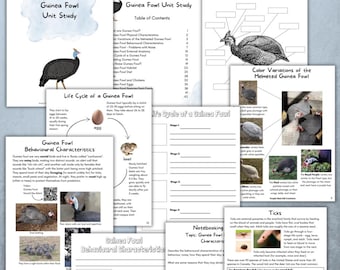Guinea Fowl Unit Study: Homeschool Printable (PDF)