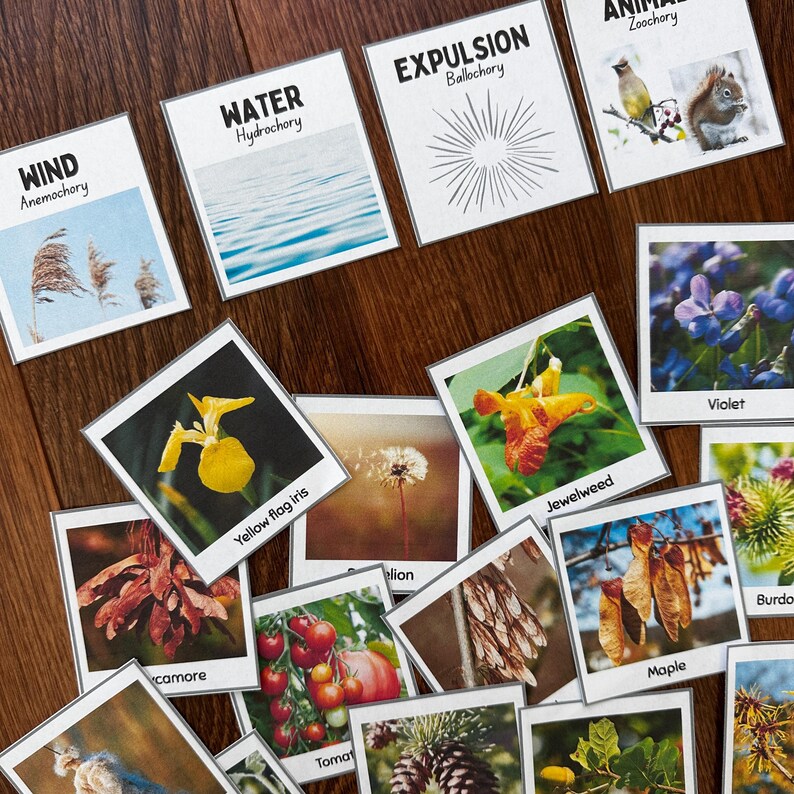 Plants Bundle: From Roots to Reproduction, Plant Anatomy, Seed ...