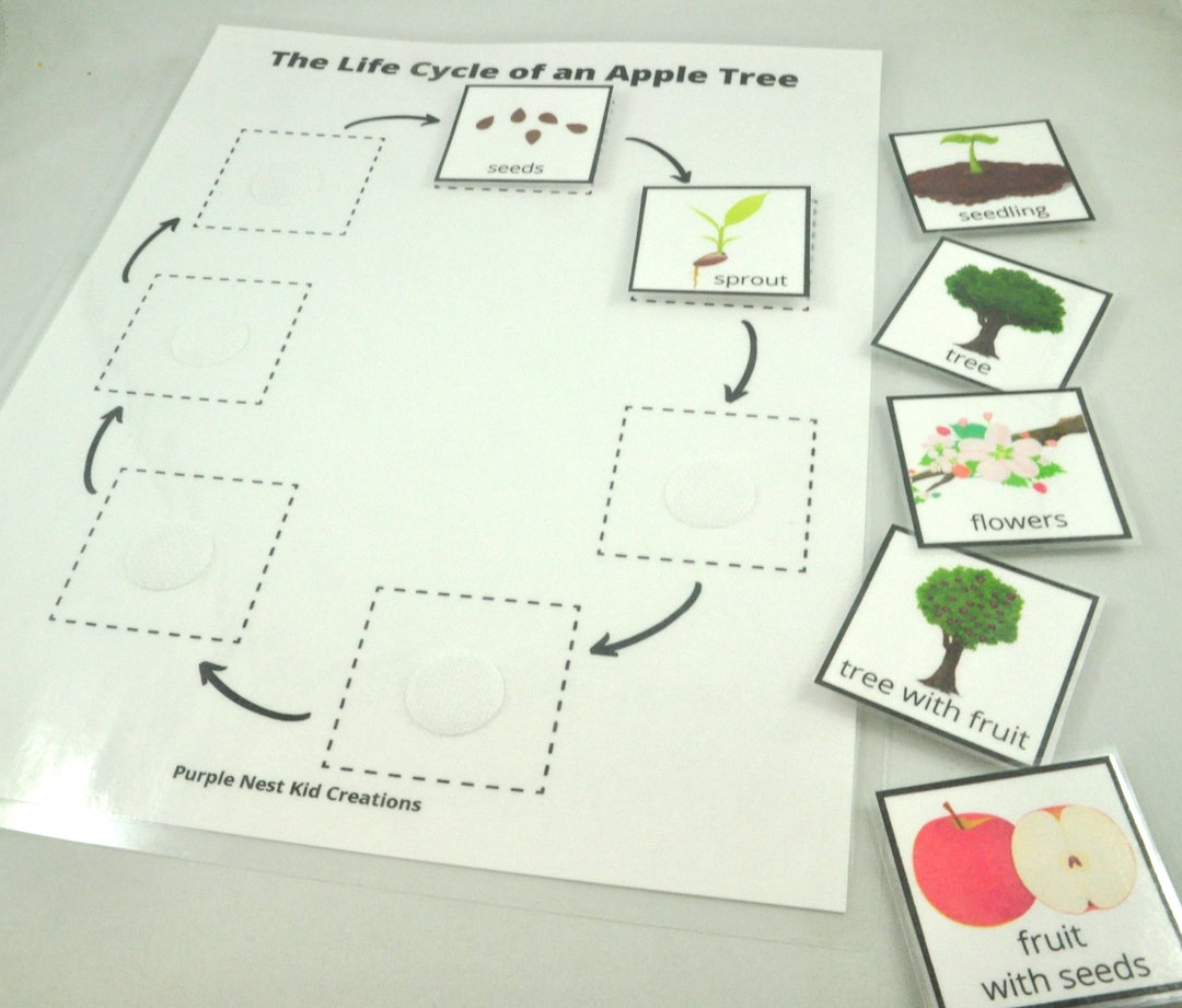 Life Cycle of an Apple Tree Worksheet, Apple Life Cycle, Fall, Autumn