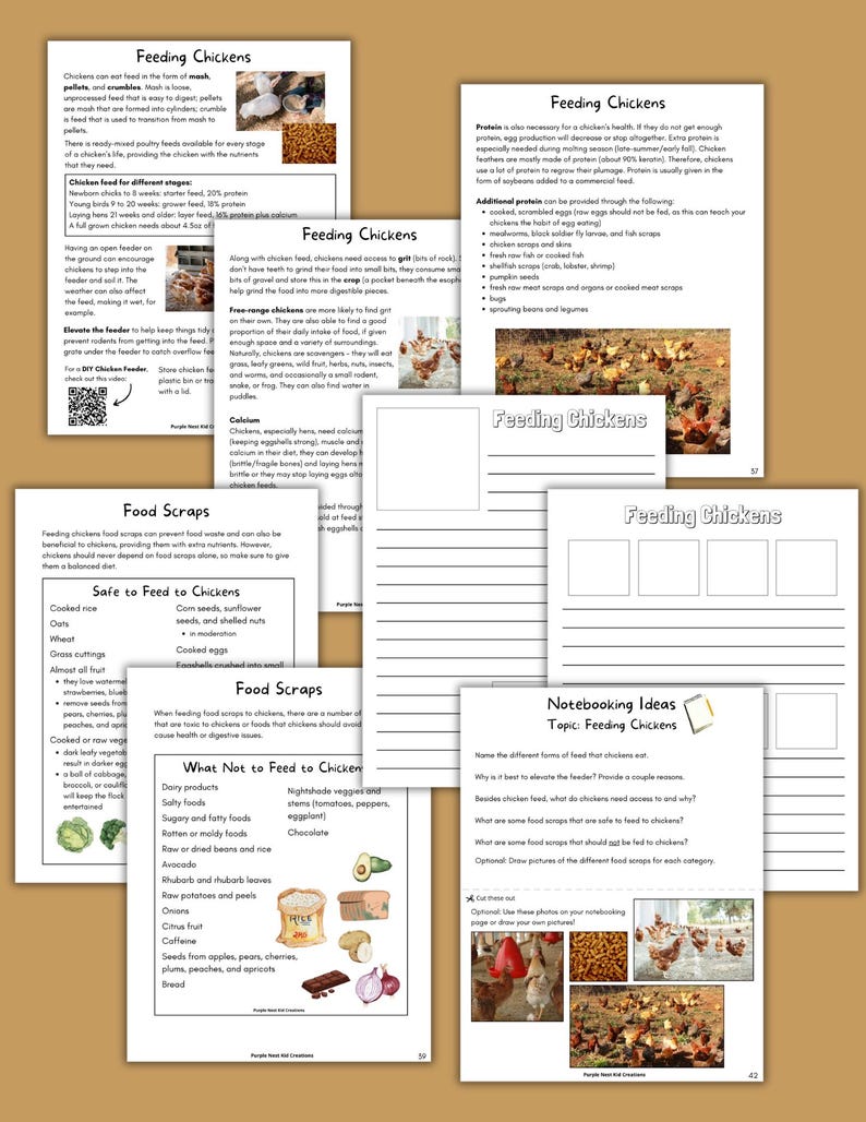 May include: A printable worksheet with information about feeding chickens. The worksheet includes a list of safe and unsafe foods to feed chickens, as well as tips on how to provide a balanced diet. The worksheet also includes a section on notebooking ideas, which encourages students to learn more about chickens.