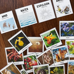May include: A collection of educational cards featuring images of plants and natural elements. Cards include text such as "Wind," "Water," and "Expulsion." The cards are arranged on a wooden surface, showcasing various botanical and ecological themes.