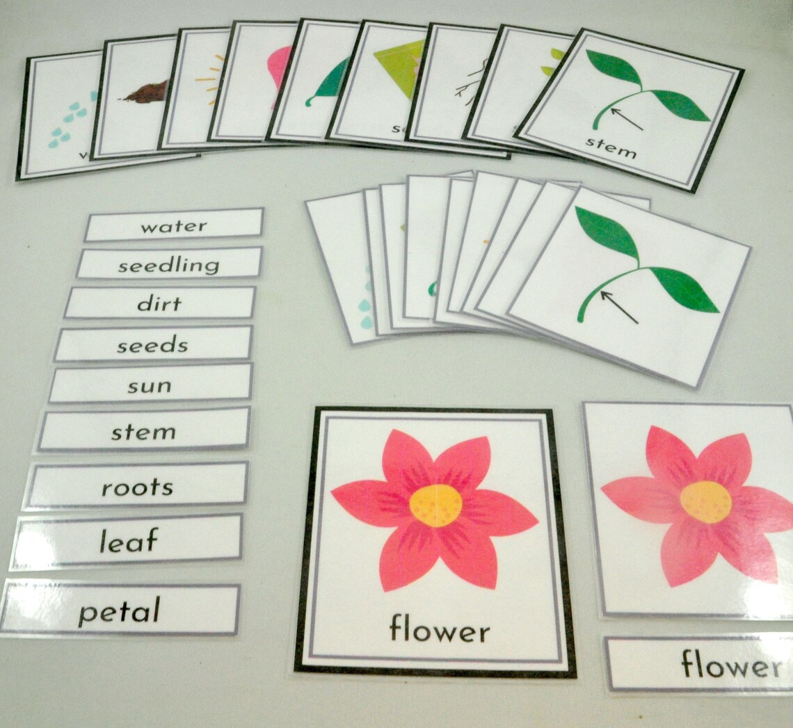 Plant Parts And Needs Flash Cards Flower Diagram Montessori Etsy