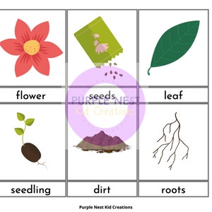 Plant Parts and Needs Flash Cards, Flower Diagram, Montessori, Three ...