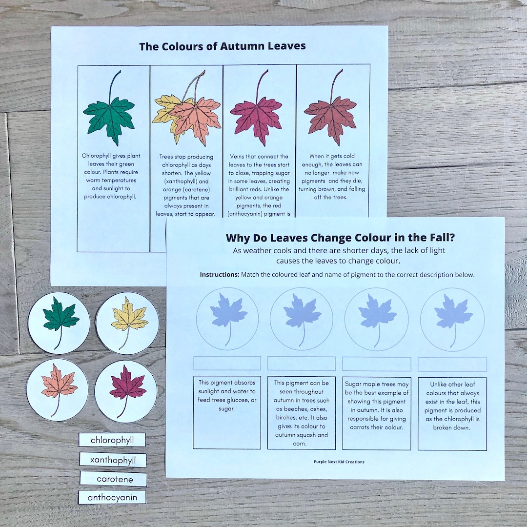 Why do leaves change colour worksheet autumn leaves fall activity
