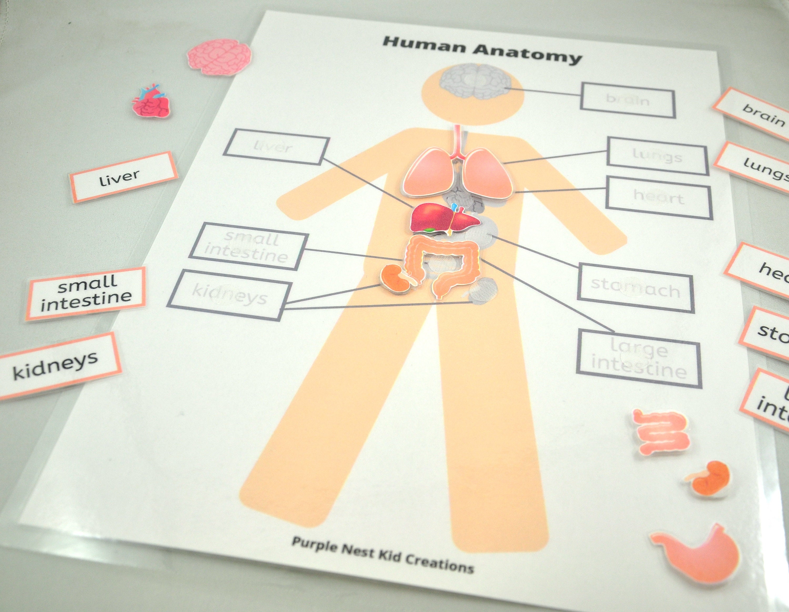 Human Anatomy Worksheet Educational Printable Activity | Etsy