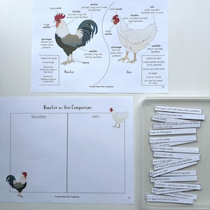 May include: A printable worksheet for comparing roosters and hens. The worksheet includes a chart with headings for Rooster and Hen, and a list of characteristics for each, such as plumage, wattle, comb, and spurs. The worksheet also includes a visual representation of a rooster and a hen.