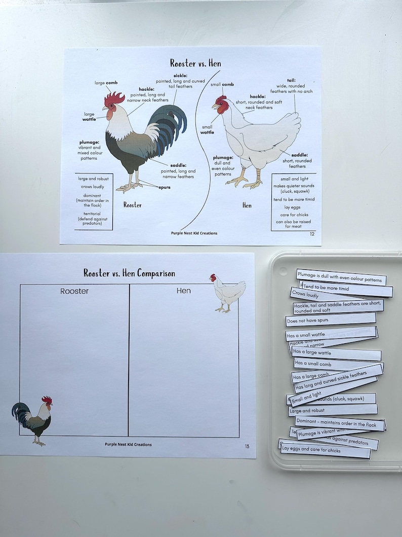 May include: A printable worksheet for comparing roosters and hens. The worksheet includes a chart with headings for Rooster and Hen, and a list of characteristics for each, such as plumage, wattle, comb, and spurs. The worksheet also includes a visual representation of a rooster and a hen.