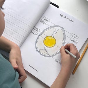 May include: A black and white illustration of an egg with labeled parts, including the shell, membrane, air cell, chalazae, germinal disc, and yolk. The text "Egg Anatomy" is written at the top of the page.