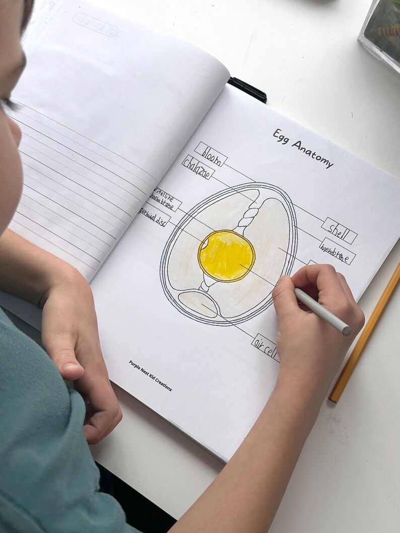 May include: A black and white illustration of an egg with labeled parts, including the shell, membrane, air cell, chalazae, germinal disc, and yolk. The text "Egg Anatomy" is written at the top of the page.