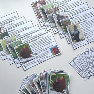 May include: A set of colorful cards with images and descriptions of different chicken breeds. Each card features a photo of a chicken, the breed name, and information about its origin, temperament, and egg production.