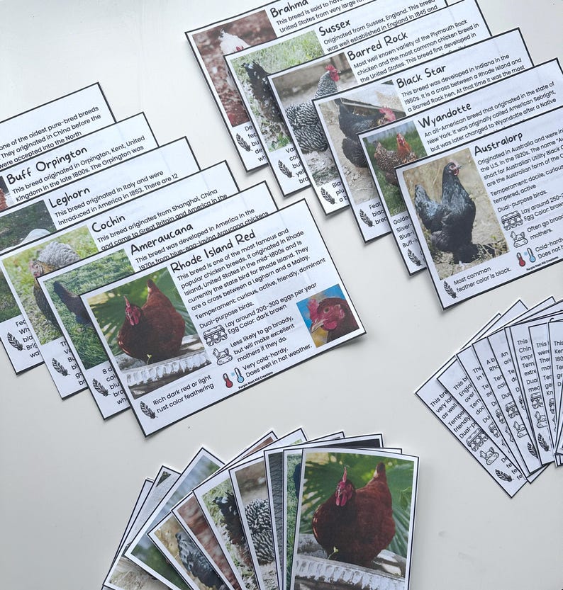 May include: A set of colorful cards with images and descriptions of different chicken breeds. Each card features a photo of a chicken, the breed name, and information about its origin, temperament, and egg production.