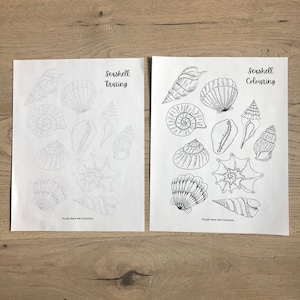 Seashell Tracing and Colouring, Tracing Shells, Coloring, Ocean Activity, Shells, Educational Printable, Preschool, Kindergarten, Homeschool