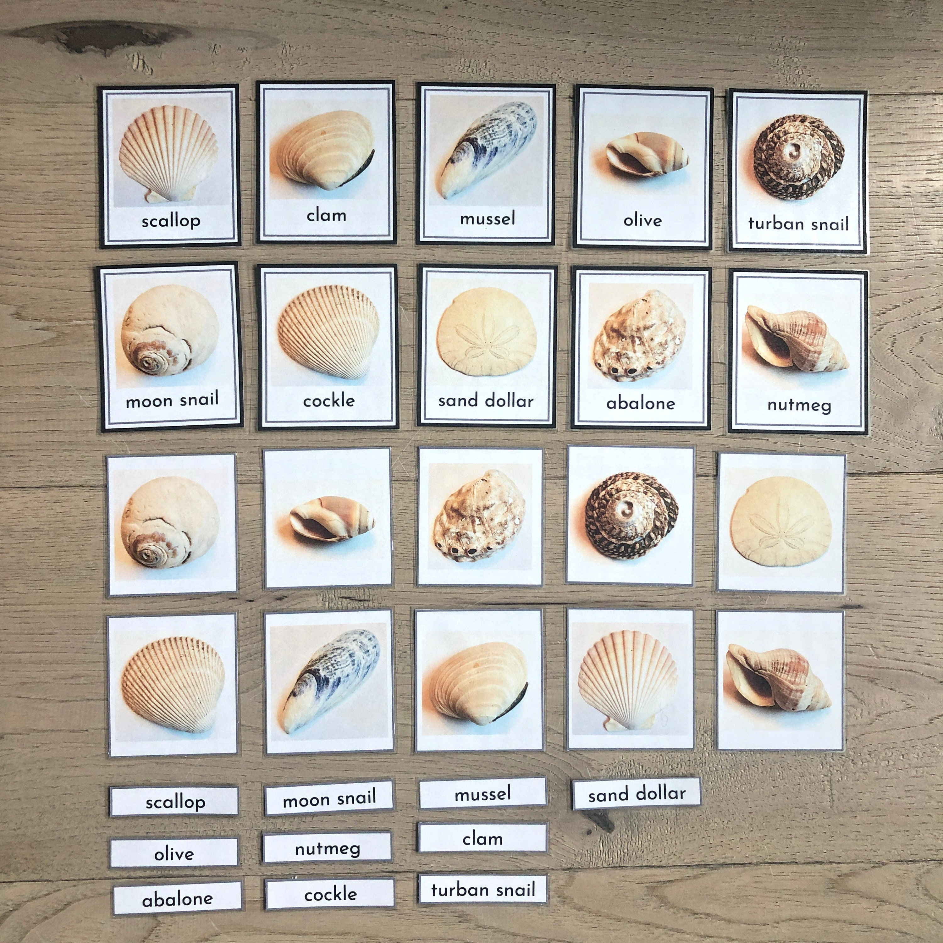 shellfish-identification-chart-ces-cl-edu-br