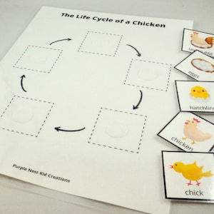 Life Cycle of a Chicken Worksheet, Chicken Life Cycle, Farm, Farm Activity, Educational Preschool Printable Activity, Homeschool, Preschool