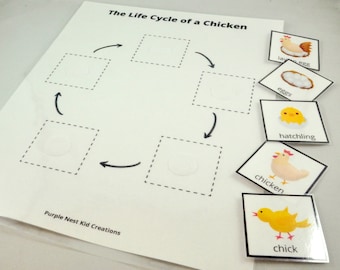 Life Cycle of a Chicken Worksheet, Chicken Life Cycle, Farm, Farm Activity, Educational Preschool Printable Activity, Homeschool, Preschool