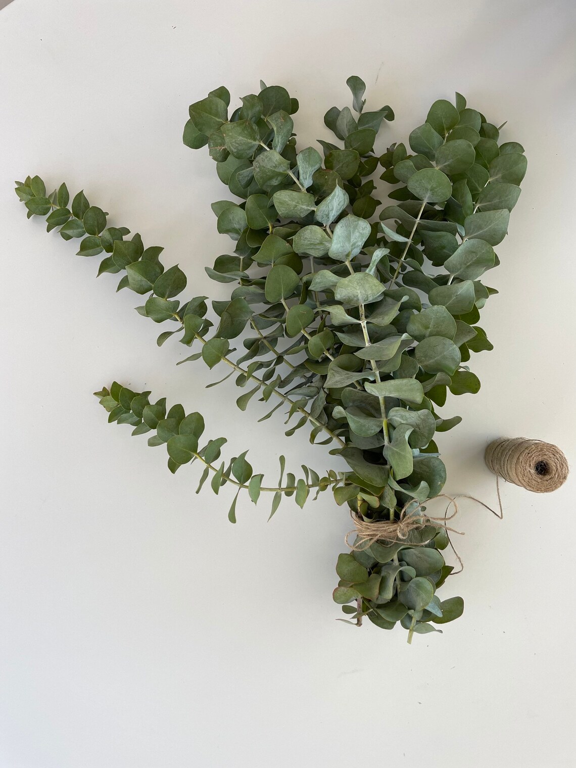 Fresh Eucalyptus// True Blue Eucalyptus// Fresh Greenery// Etsy