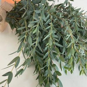 Fresh Eucalyptus Parvifolia // Eucalyptus Greenery// Wedding Eucalyptus// Parvifolia greenery