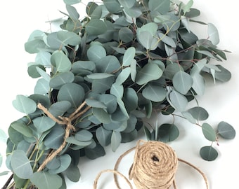 Fresh Silver Dollar Eucalyptus/eco printing