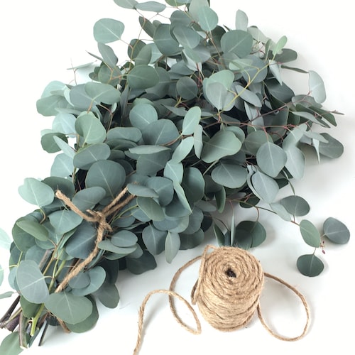 Fresh Seeded Eucalyptus Silver Dollar for Shower and Home Etsy