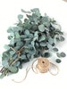 Fresh Silver Dollar Eucalyptus/eco printing 