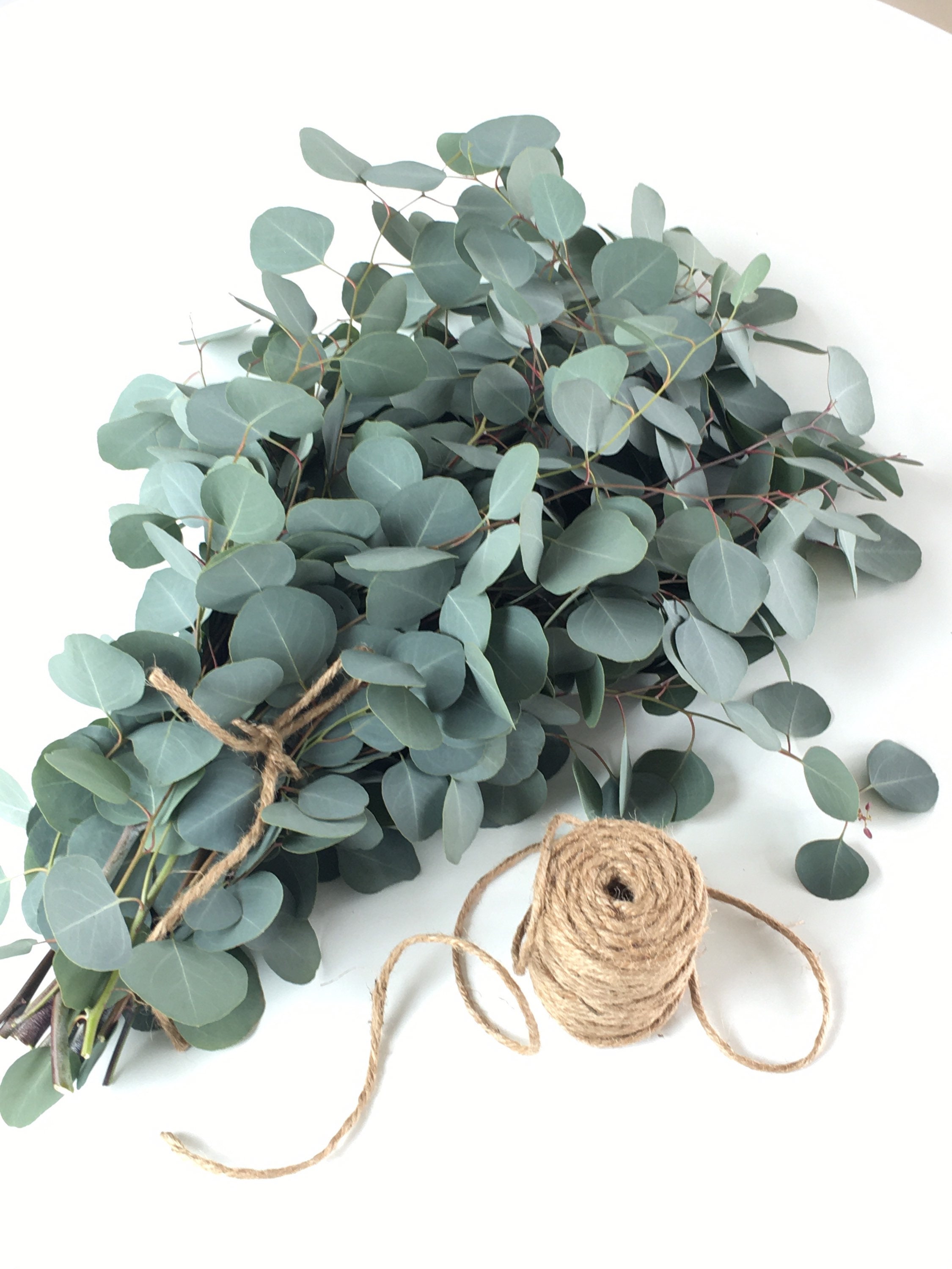 Fresh Silver Dollar Eucalyptus Etsy