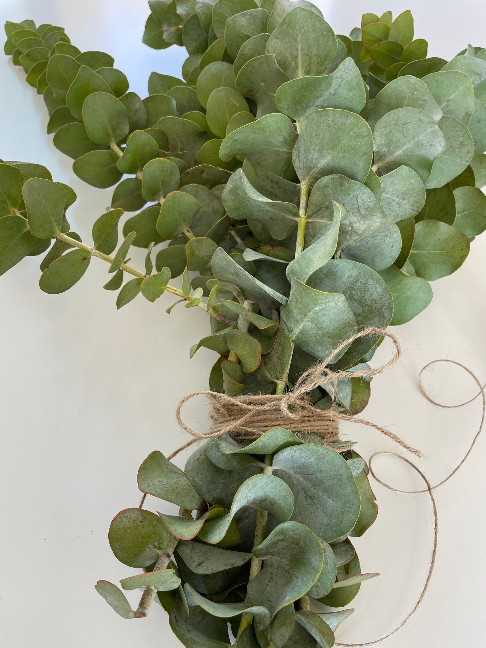 Fresh Eucalyptus// True Blue Eucalyptus// Fresh Greenery// Etsy