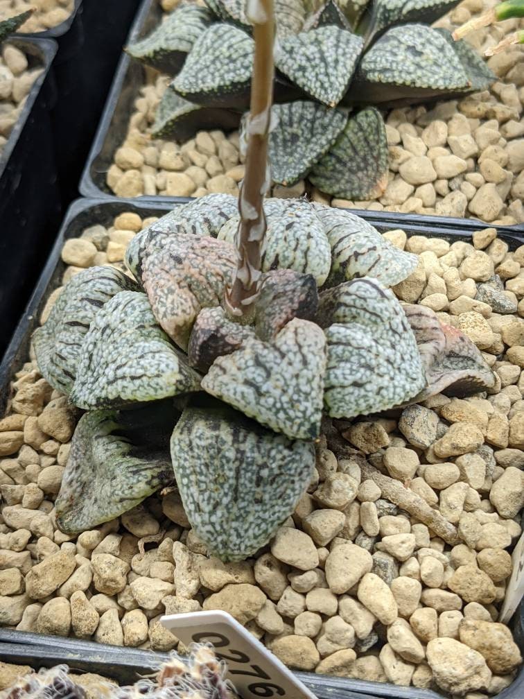 Details about   Haworthia picta hybrid II Phyto available 7 cm po t
