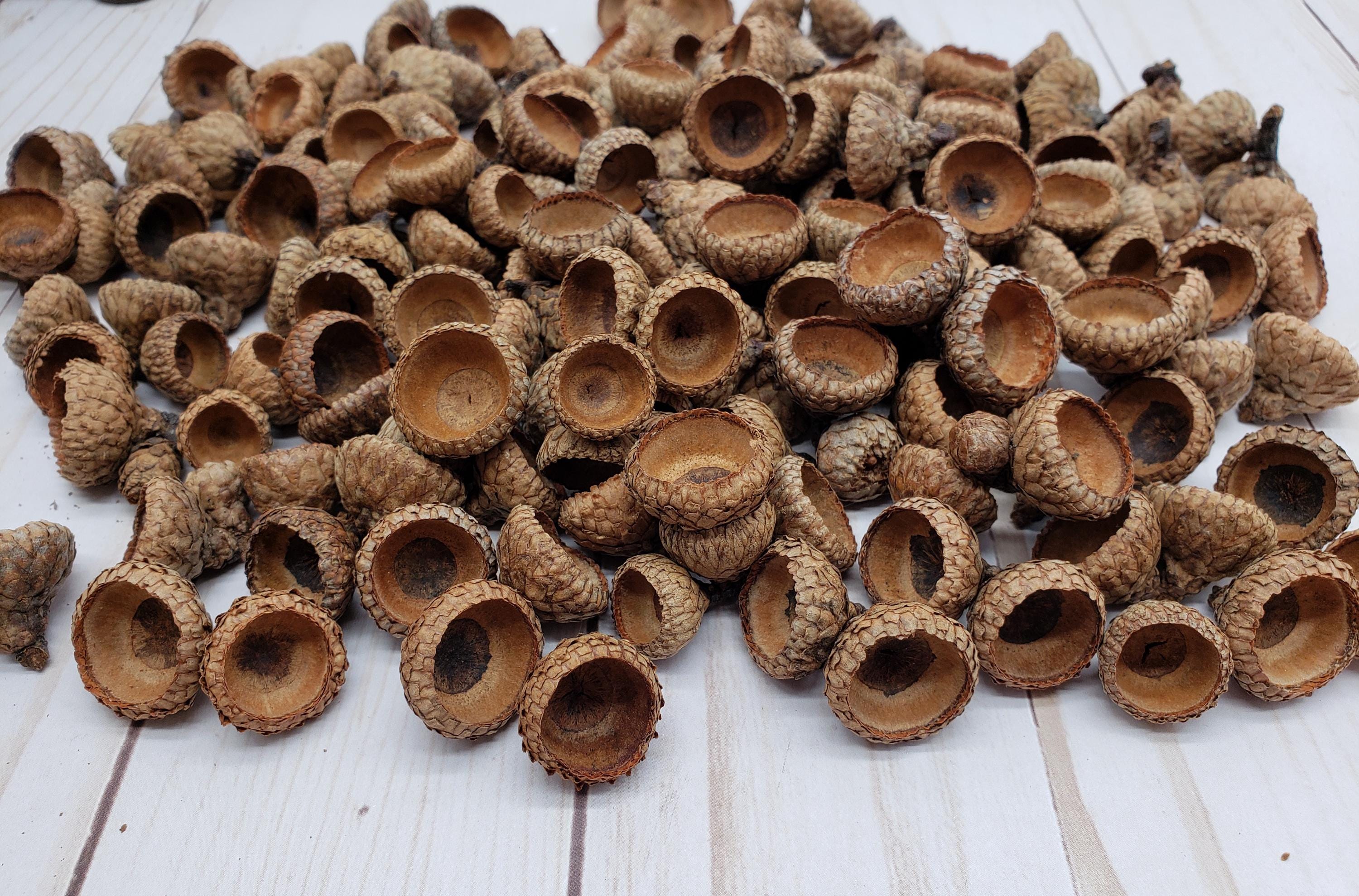 ONE HUNDRED Assorted Real Natural Acorn Caps Tops, for Fall Crafts DIY Projects Weddings Decor Table Decorations Felting Fairy Houses