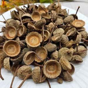 100+ Assorted Medium/Large Acorn Caps for Fall DIY Projects Holidays Decorations Fall Decor Table Centerpieces Natural Decorations