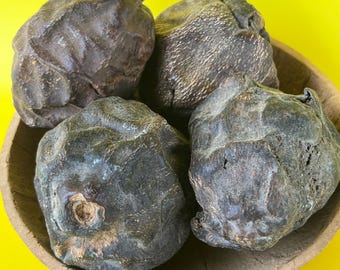 Odiaba seeds (Big sizes)