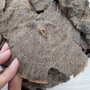 Puede incluir: Primer plano de varios trozos de madera de agar de color marrón oscuro. Los trozos de madera de agar tienen una superficie rugosa y texturizada con diferentes tonos de marrón y gris. Una pieza está siendo sostenida por una mano. Las piezas tienen formas y tamaños irregulares.