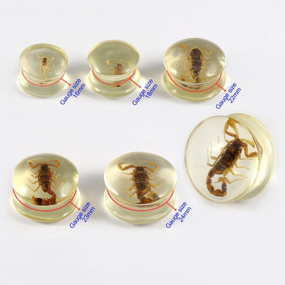 Real Scorpion Polyresin Gauges Saddle Style Ear Plugs Ear Etsy