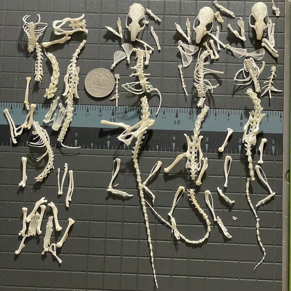 3 Rat Skeletons plus extra bones for crafts