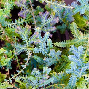 Rainbow Moss/Peacock Fern! (Selaginella uncinata)
